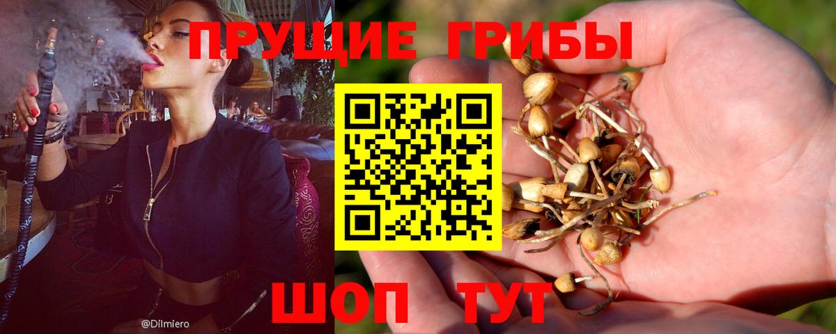 Псилоцибиновые грибы Psilocybe Сокол